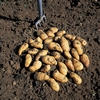 Potato 