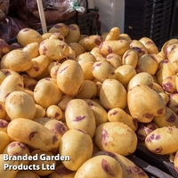 Potato 