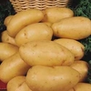 Potato 