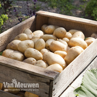 Potato 