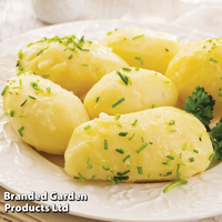 Potato 