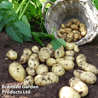 Potato 