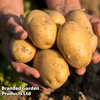 Potato 