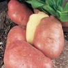 Potato 