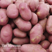 Potato 