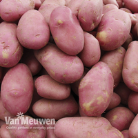 Potato 