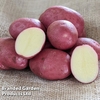 Potato 