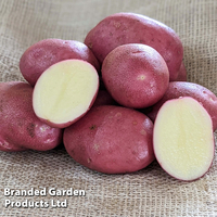 Potato 