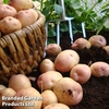 Potato 