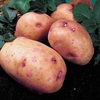 Potato 
