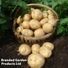 Potato 