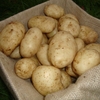 Potato 