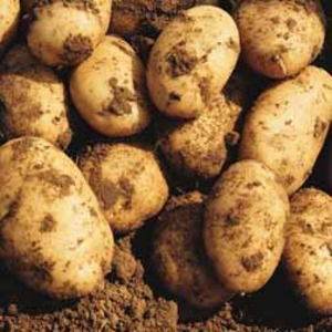 Potato 