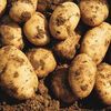 Potato 