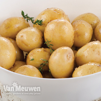 Potato 