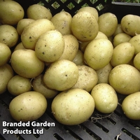 Potato 