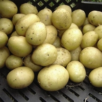 Potato 