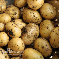 Potato 