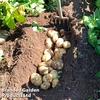 Potato 