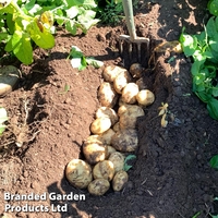 Potato 