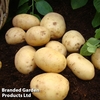 Potato 