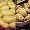 Potato 