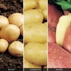 Potato 