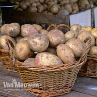 Potato 