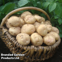 Potato 