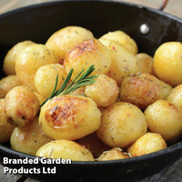 Potato 