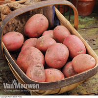 Potato 