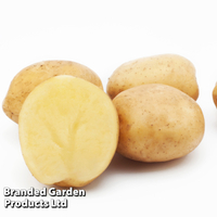 Potato 