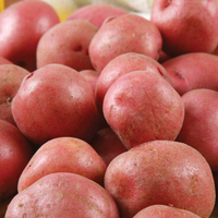 Potato 