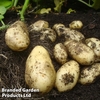 Potato 