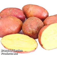 Potato 