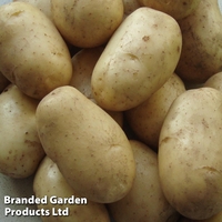 Potato 