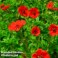 Potentilla atrosanguinea var. argyrophylla 