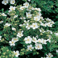 Potentilla fruticosa 