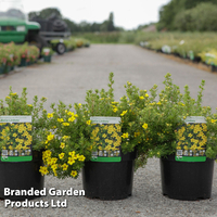 Potentilla fruticosa 