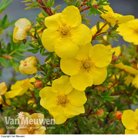 Potentilla fruticosa 
