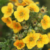 Potentilla fruticosa 