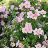 Potentilla fruticosa 