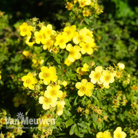 Potentilla fruticosa 