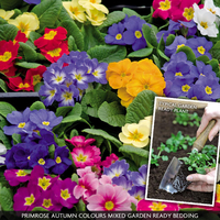 Primrose 