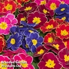 Primrose 