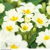 Primrose 