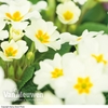Primrose 