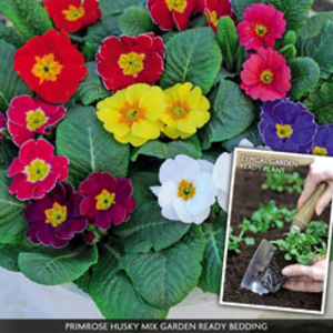 Primrose 