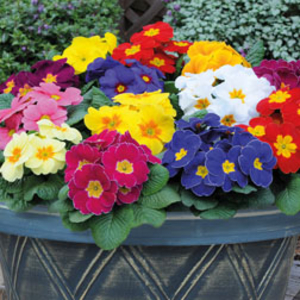 Primrose 
