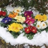 Primrose 